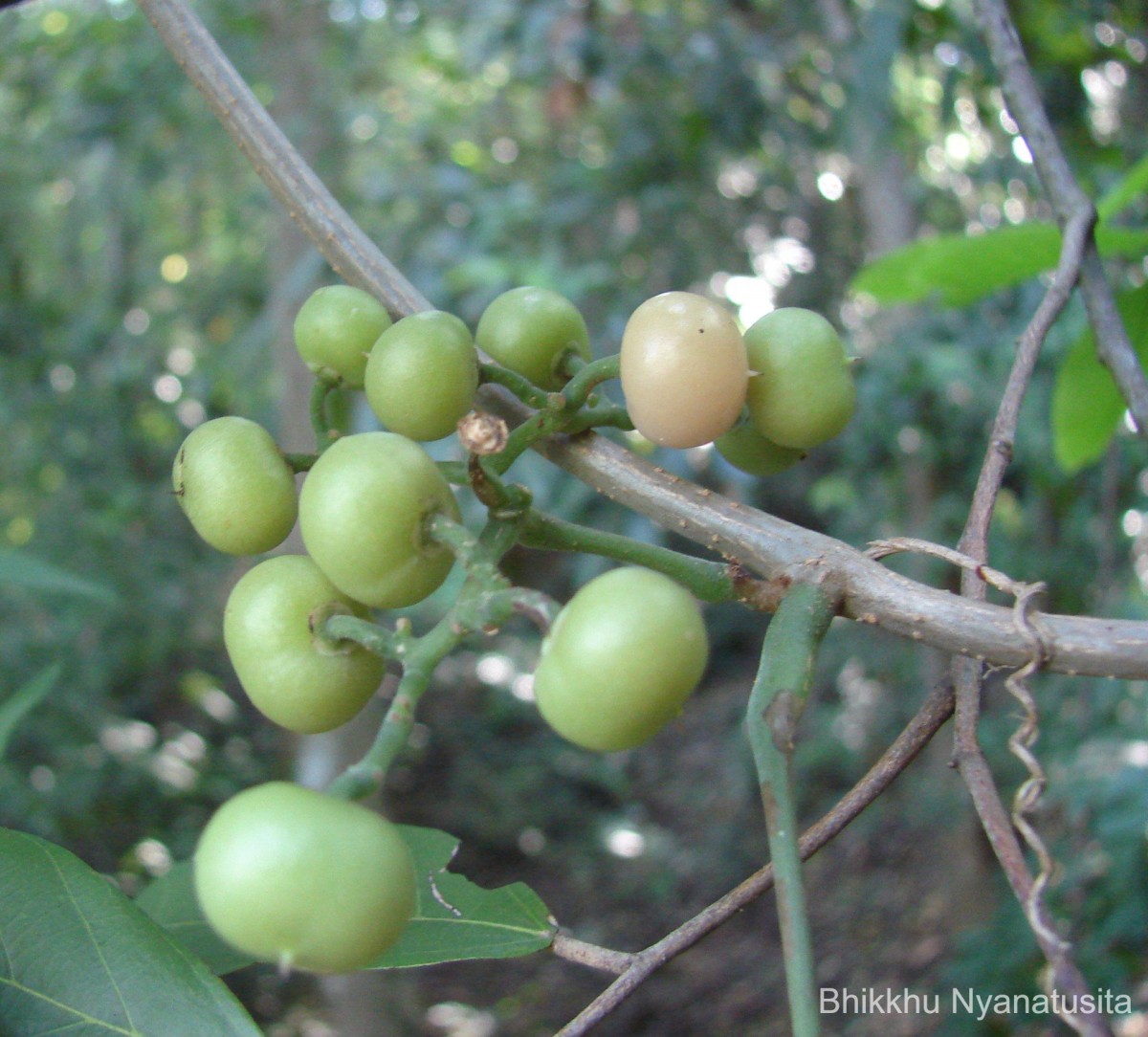 Cayratia pedata (Lam.) Gagnep.